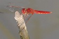 IMG_1727 Crocothemis erythraea male